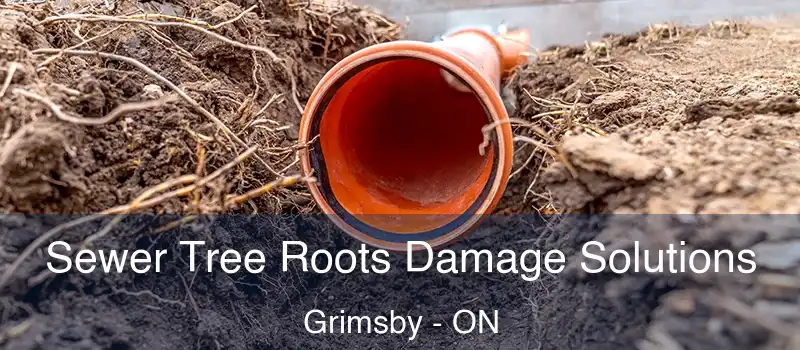  Sewer Tree Roots Damage Solutions Grimsby - ON